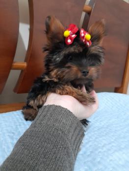 Mali, Yorkshire Terrier