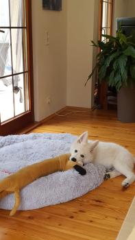 Jack, Berger Blanc Suisse