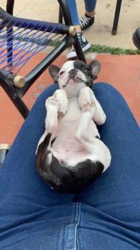 Robertha, Bulldog Francés