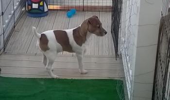 Bertie, Jack Russell Terrier