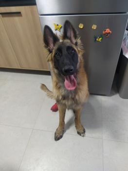 Goku, Malinois