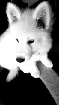 Solo, Berger Blanc Suisse