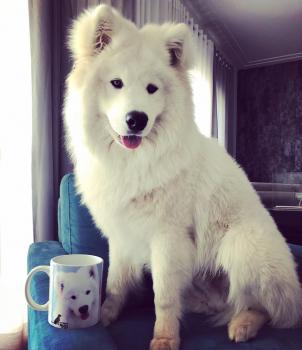KOBE, Samoyedo