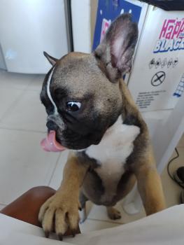 Trish, Bouledogue francese