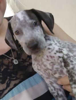 Luna, Braco Alemán De Pelo Corto