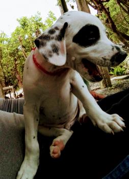 Pongo, Dálmata