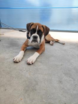 Thor, Boxer