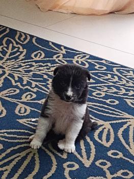 Mel, Border Collie