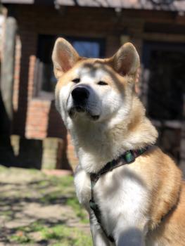 Anakin, Akita Inu