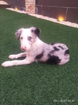 Kiara, Border Collie