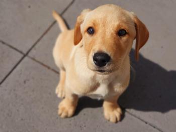 Teun, Labrador Retriever