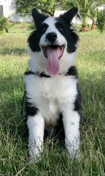 GO, Border Collie