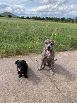 Gonzo, Cane Corso