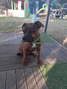 Saphyr, Staffordshire Bull Terrier