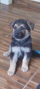 Kira, Perro Pastor Alemán