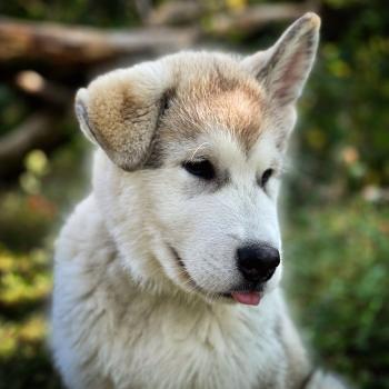 Shawn, Malamute