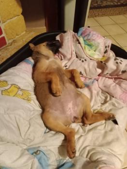 Gaya, Pastor Belga Malinois