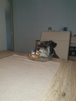 Kira, Schnauzer Miniatura