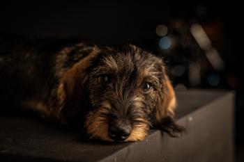 Nina, Dachshund (Pelo Largo)