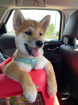 Kenta, Shiba Inu Japonés