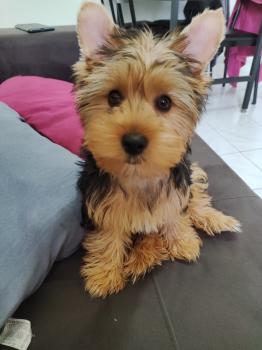 Zoe, Yorkshire Terrier