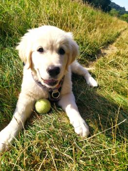 Saïka, Golden Retriever