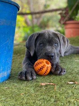 Munuera, Cane Corso