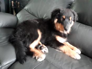 salto, Pastor Australiano