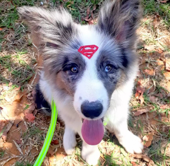 Severide, Border Collie