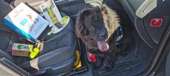 Suzie, Chow Chow