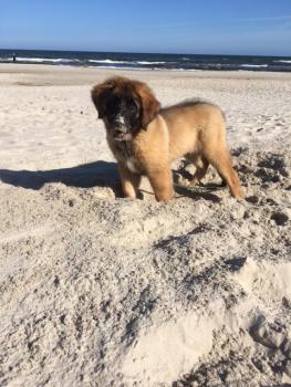 Lucy, Leonberg