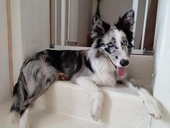 Rowan, Border Collie