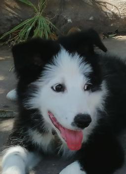 Anakin, Border Collie