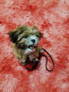 Thor, Shih Tzu