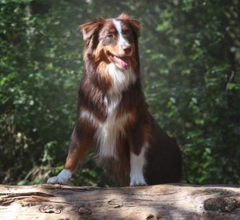 BEST, Australischer Schäferhund