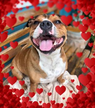 mika, Staffordshire Bull Terrier