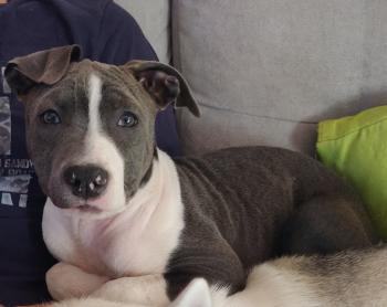 Spiky, Staffordshire Bull Terrier
