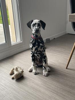 Saturn, Dalmatien