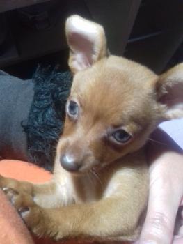 Luna, Pinscher (Alemán)