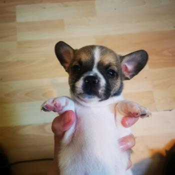 Shinzō, Chihuahua
