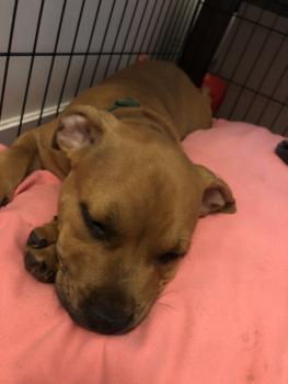 Osaka, Staffordshire Bull Terrier