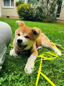 Aiko, Akita Inu