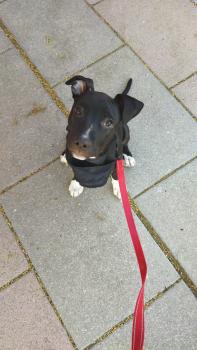 Vilma, American staffordshire terrier