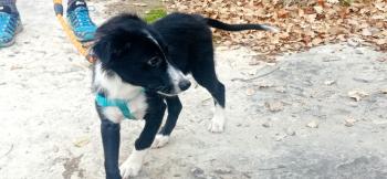 Ares, Border Collie