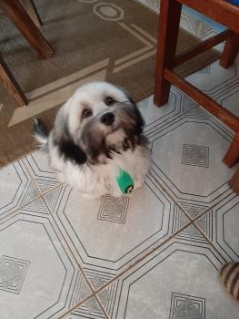 Billy, Lhasa Apso