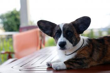 Major Point Rockstar, Welsh Corgi Cardigan