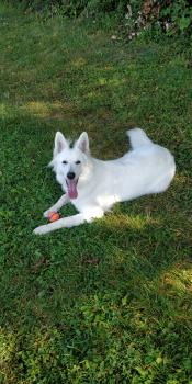 Hima, Weißer Schweizer Schäferhund