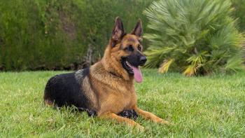 Roxie, German Shepherd Dog