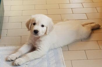 Thorr, Golden Retriever