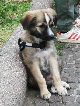 Zena, Altri cani